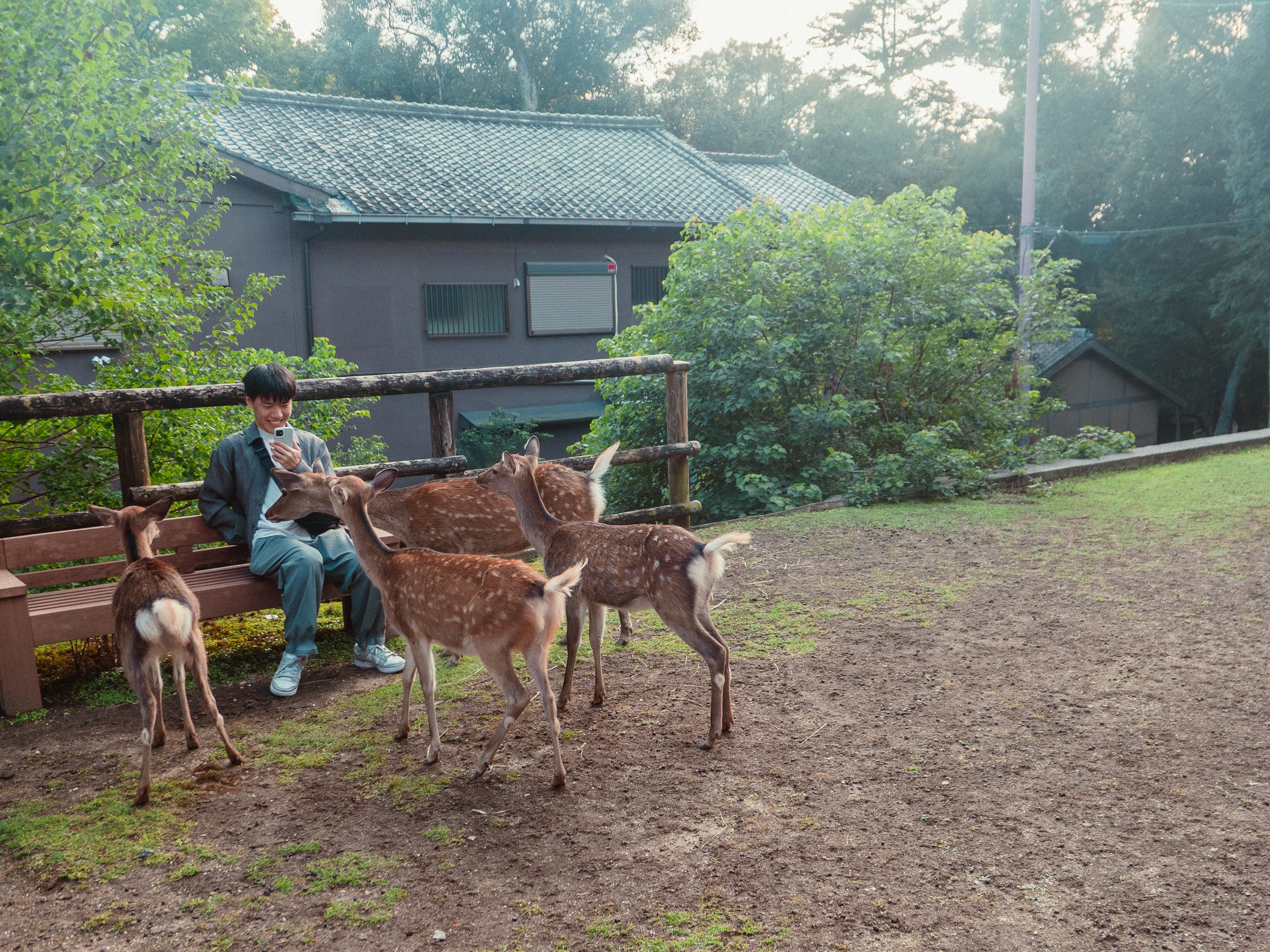 A man sitting among deer